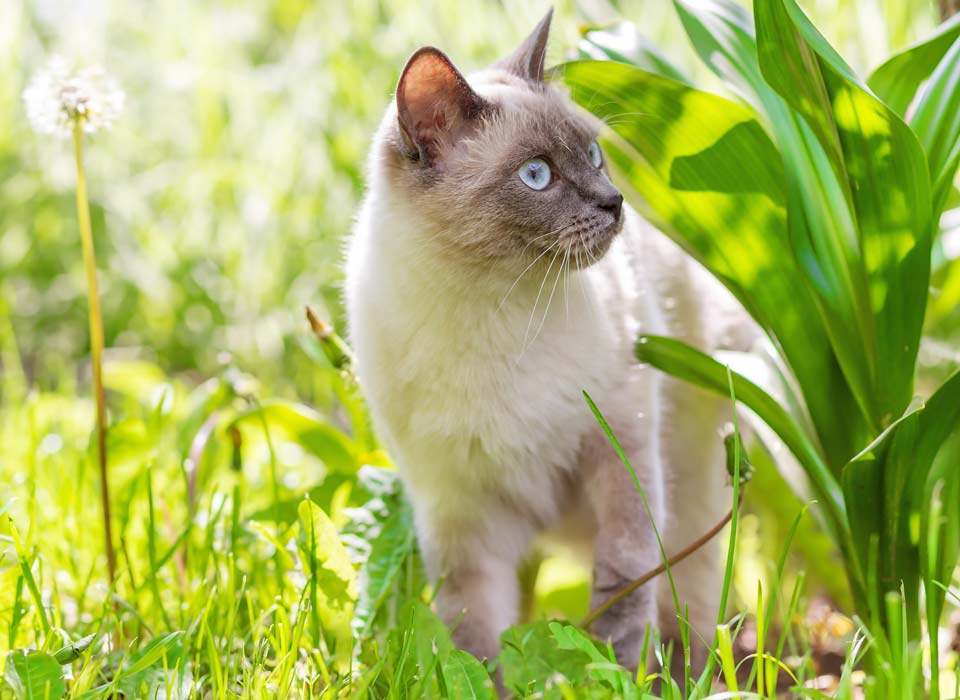 Pet Spay and Neuter in Fort Collins, CO Pet Spay and Neuter in Fort Collins, CO