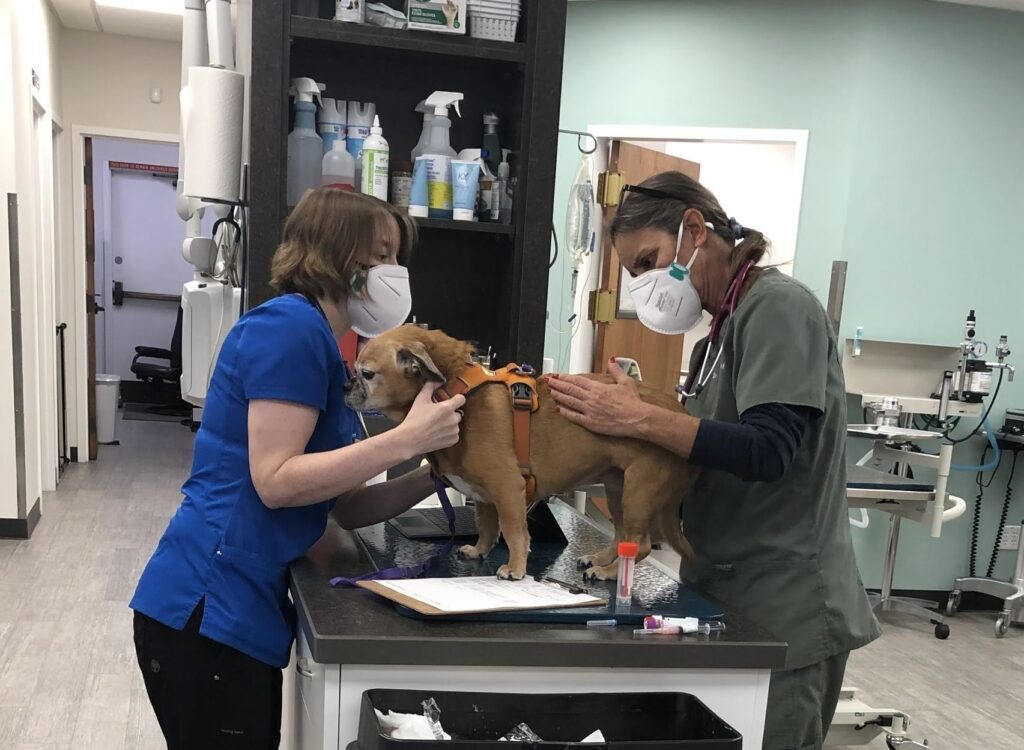 Veterinarian In Fort Collins Co Open During Covid 19 Local Vet