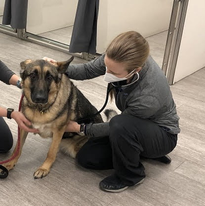 Pet Emergency Services in Fort Collins, CO