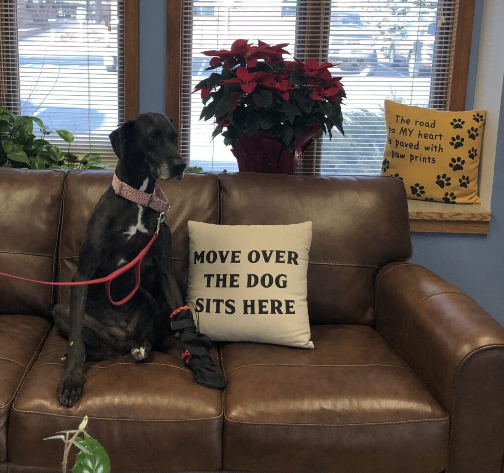 Fort Collins Vet Fort Collins Vet