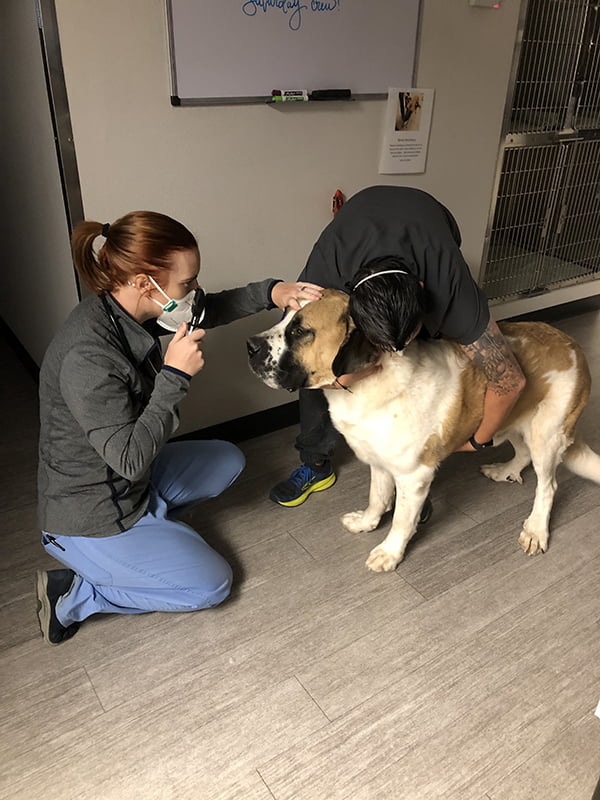 Pet Urgent Care in Fort Collins, CO