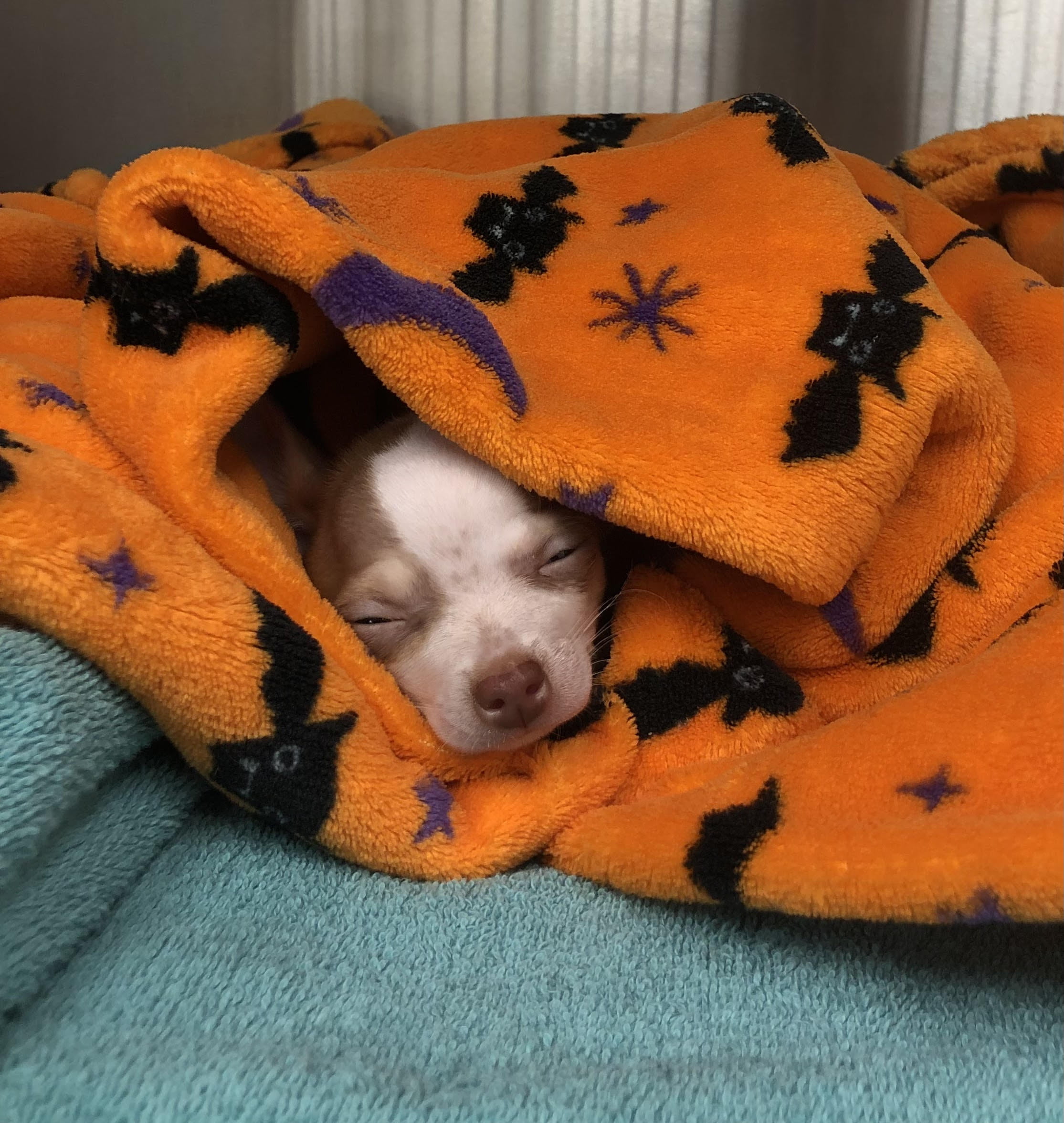 Pet Spay and Neuter in Fort Collins, CO Pet Spay and Neuter in Fort Collins, CO