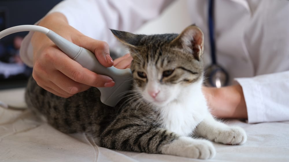 How Do Veterinarians Diagnose Injuries and Illnesses in Pets?