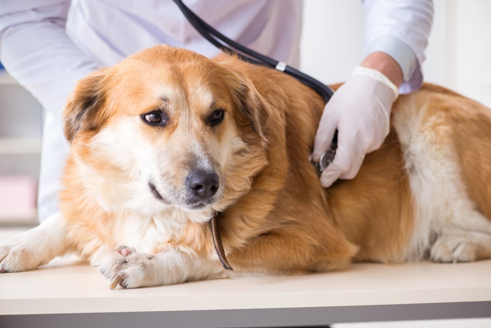 The Importance of Wellness Exams